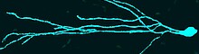 Interaction between Tanycytes and the hormone axes Interaction between Tanycytes and the hormone axes